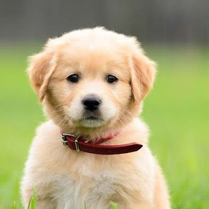 Meet your Posher, Sonya